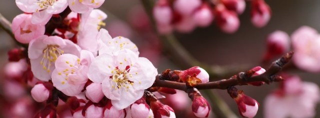 facebook_covers_flori_48