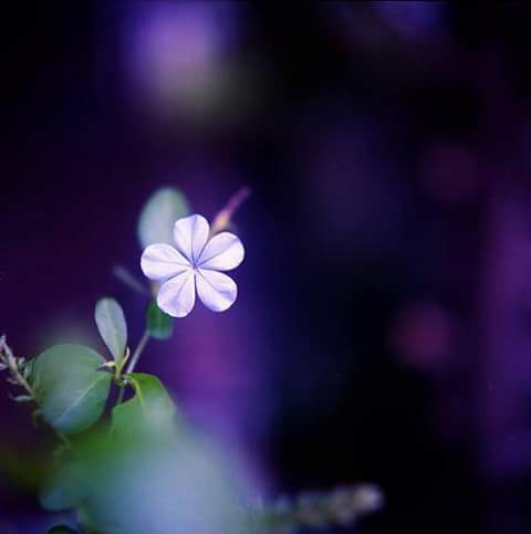 13001112_814591188673517_2442905186998304292_n